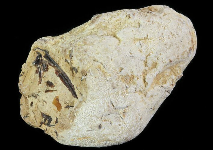 Cretaceous Fish Coprolite (Fossil Poop) - Kansas #64185